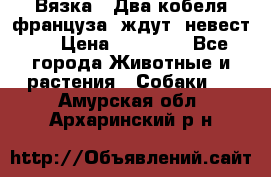  Вязка ! Два кобеля француза ,ждут  невест.. › Цена ­ 11 000 - Все города Животные и растения » Собаки   . Амурская обл.,Архаринский р-н